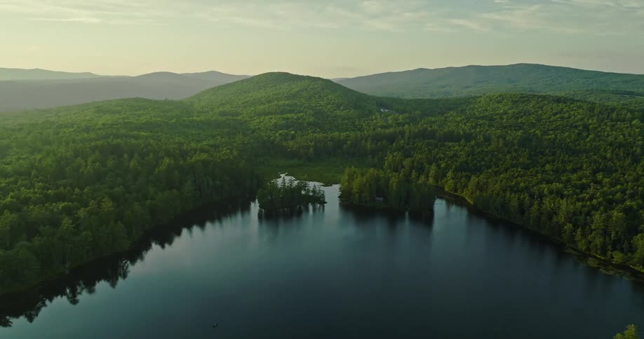 A shot of a forest near a lake