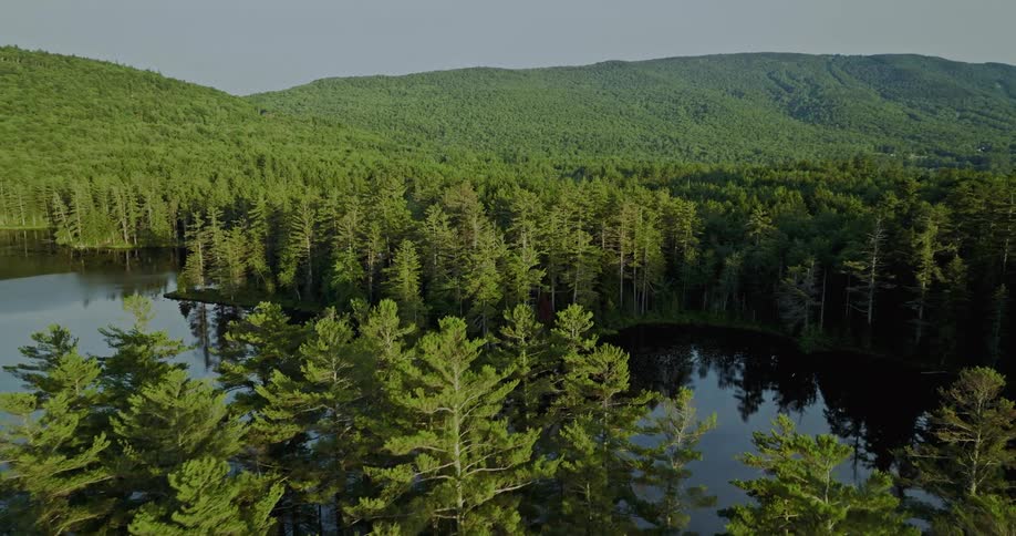 Aerial view of large dense forest with stagnant lake