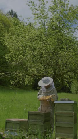 A beekeeper examines honeybees at a hive