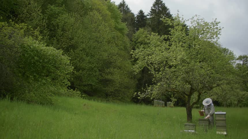 A beekeeper checks on a hive box near a forest