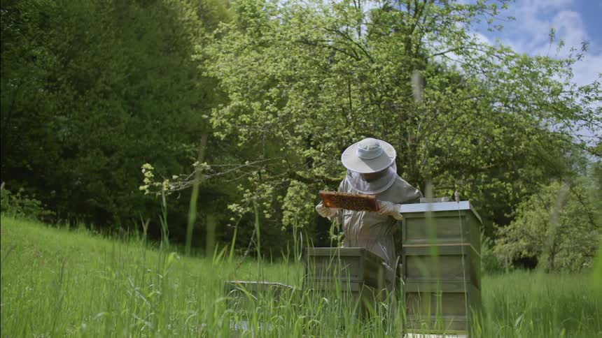 A beekeeper checks on bees in a hive box