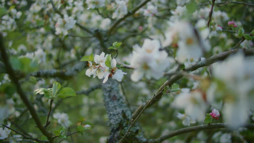 Small white flowers grow on branches of trees
