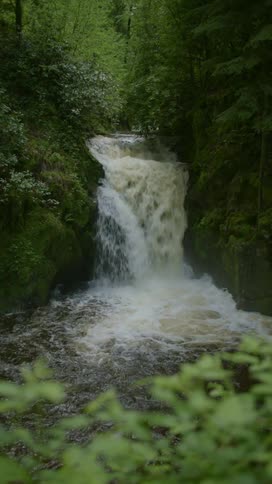 Water foams moving through rapids and down short fall in thick forest