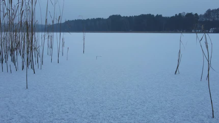 Tall weeds peek through a snow covered field