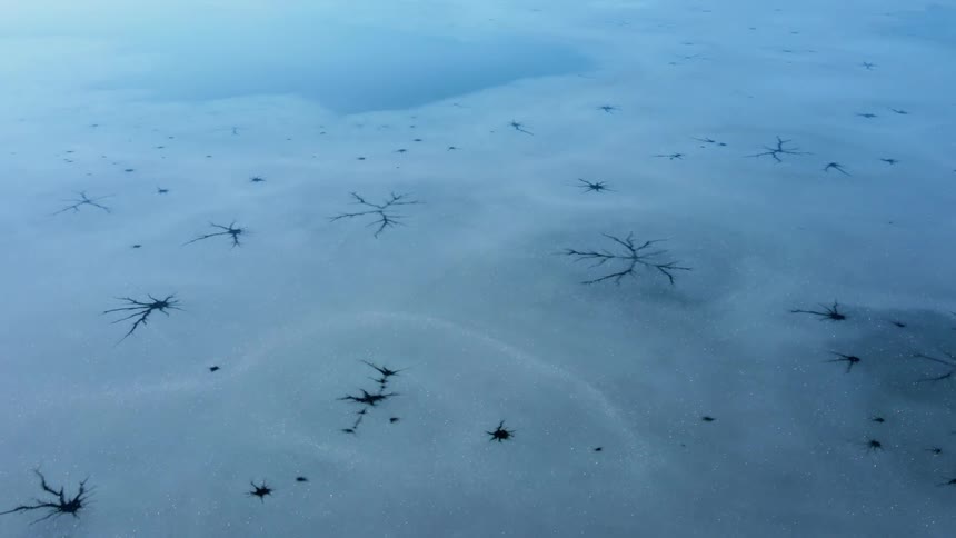 Plants peak through snow and ice near water