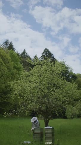 Beekeeper wearing protective gear works with commercial beehives near tree in field