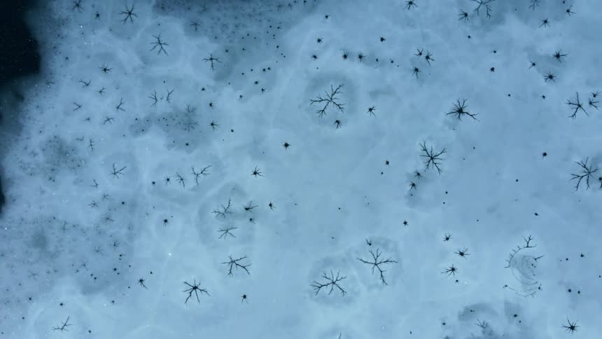 Aerial view of trees in an arctic area is displayed