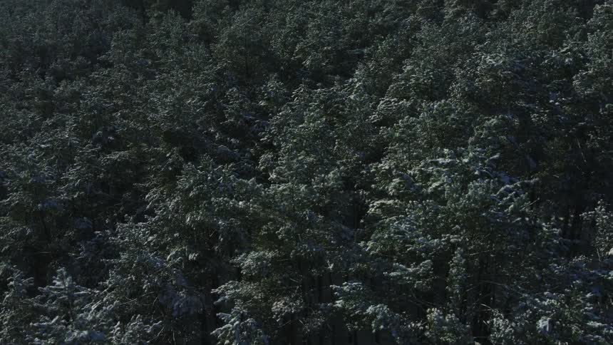 An aerial view of dense trees in a forest