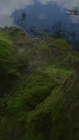 9x16 closeup of river or pond bank with lots of green moss on the land and the water is only very gently moving with reflection of the sky and trees