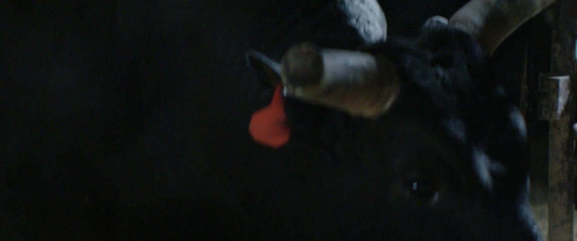 A bull paces in its pen during the day