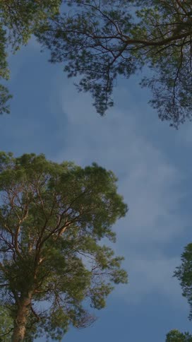 The green leaves and tree branches move slightly in the wind on the tall trees below the blue sky as slightly transparent white clouds move by in the middle of the day