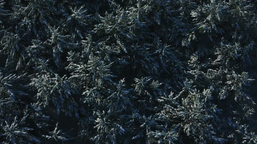 The sun shines on the dense forest