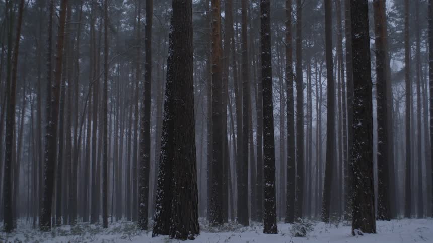 Snow covered dark forest in fog
