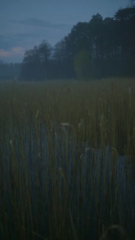The sun is setting above the grassland field