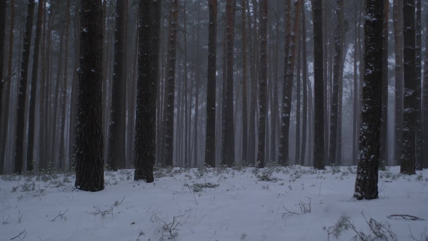 Snow is covering the forest landscapes