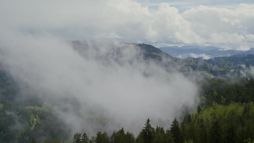 Fog is surrounding the forest area during the daytime