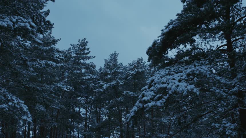 Snow covered trees in a forest on a winter day