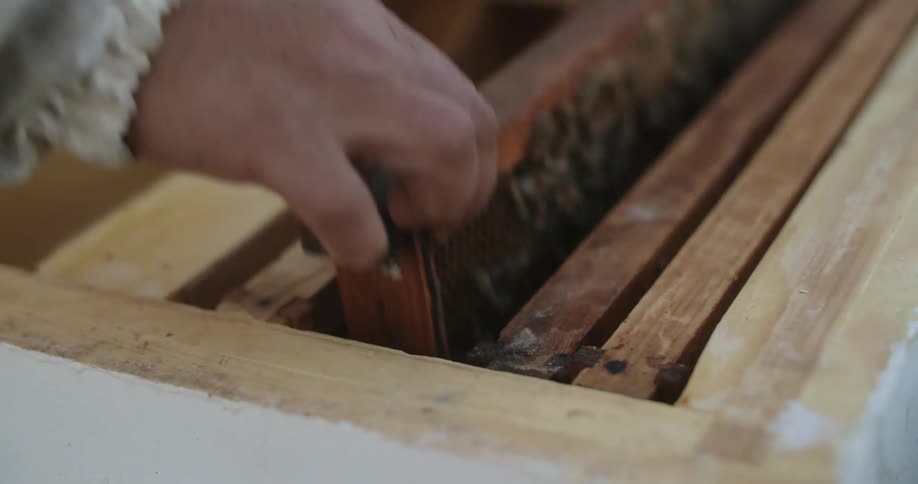 A beekeeper pulls a brood nest out of his bee box to look at his hive
