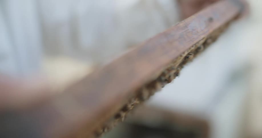 Bees crawl around their hive as a bee keeper puts them back in the bee box