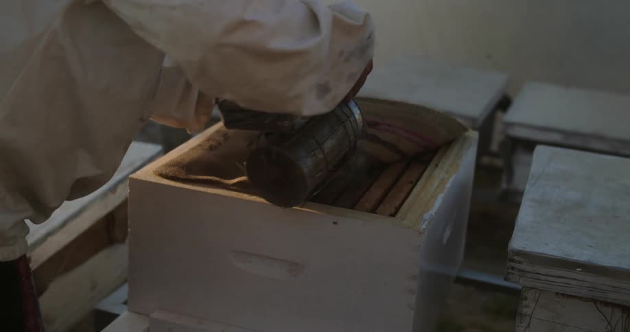 A beekeeper uses a smoker to calm a hive