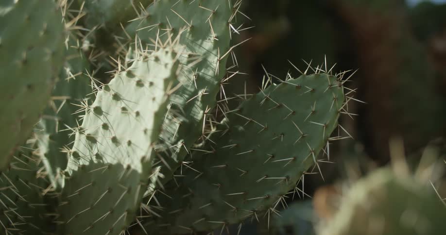 This is a close up of some sort of cactus probably a prickly pear with other blurry cacti and hills in thebackground