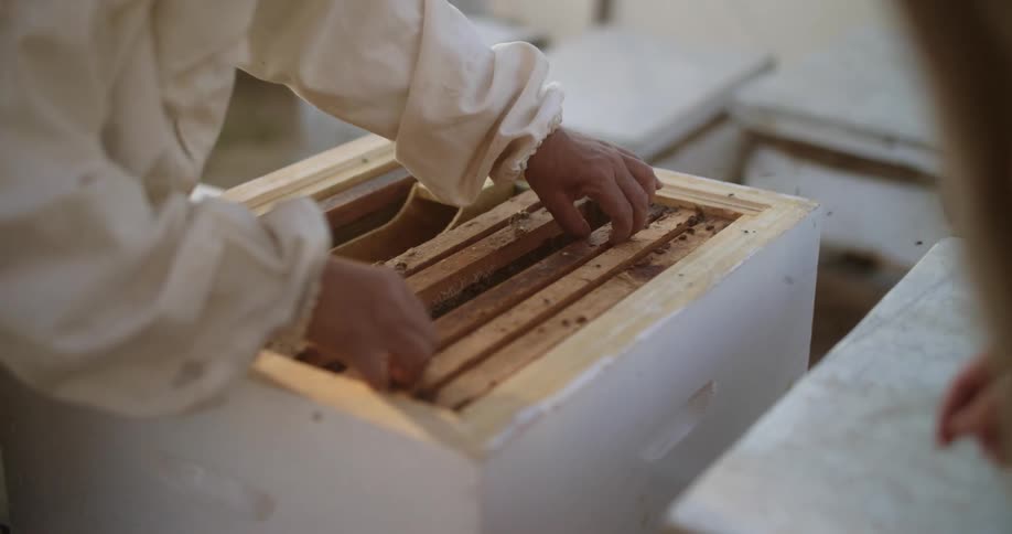 A beekeeper pulls a hive out of a box to examine