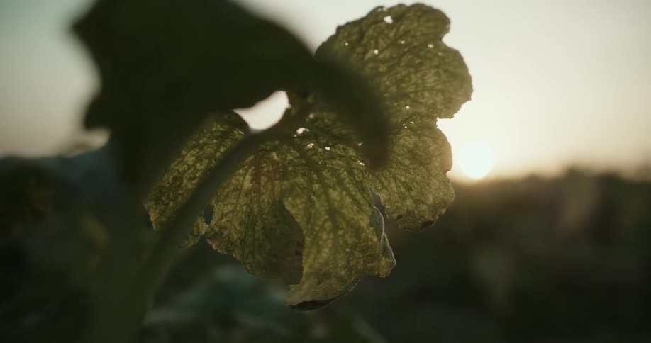 Close view of a plant leaf on a rock terrain at dusk