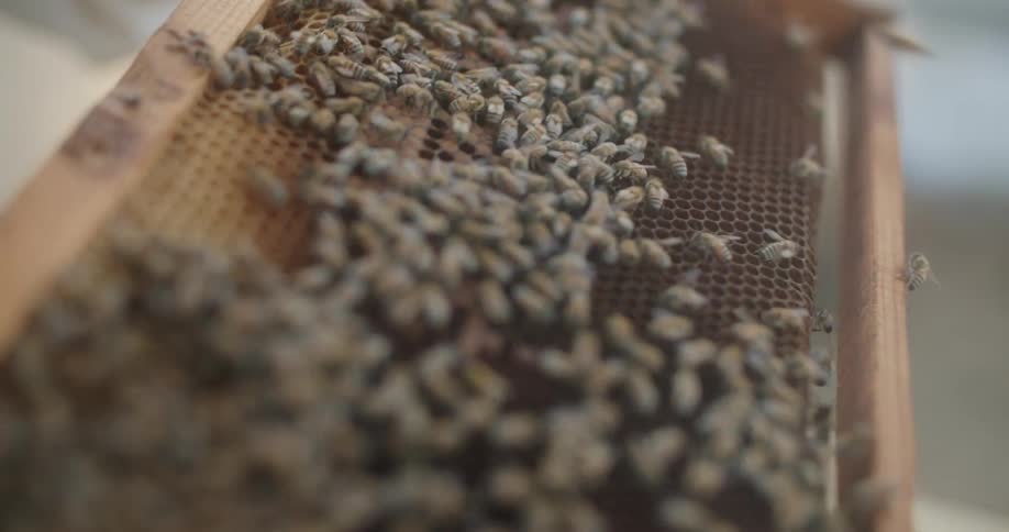 A beekeeper is holding bees on a honey comb