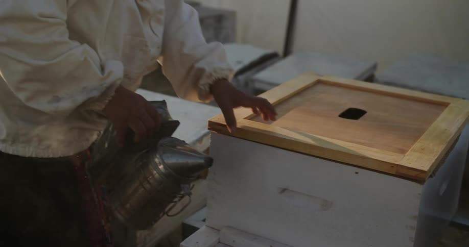 A beekeeper adds smoke to a beehive box