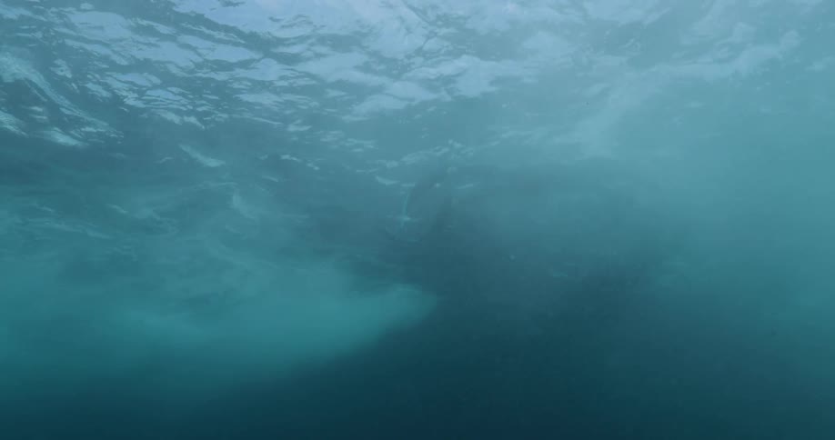 A person is diving under the ocean water