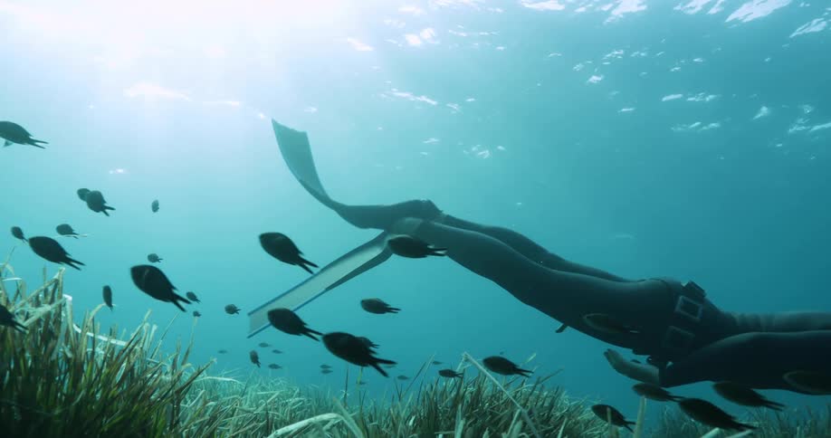 A scuba diver is swimming over plants on the seabed and crosses paths with a school of fish as the sun shines above the surface