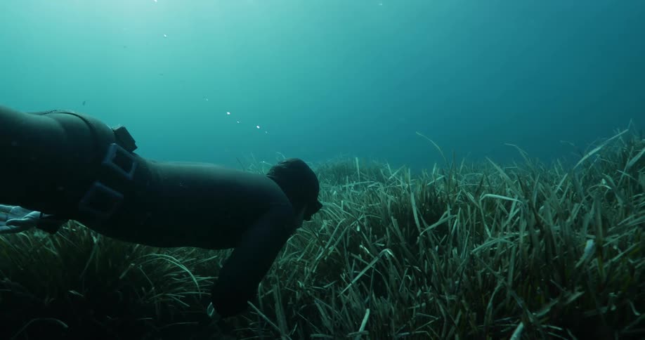 A scuba diver is swimming over plants on the seabed as the sun shines above the surface