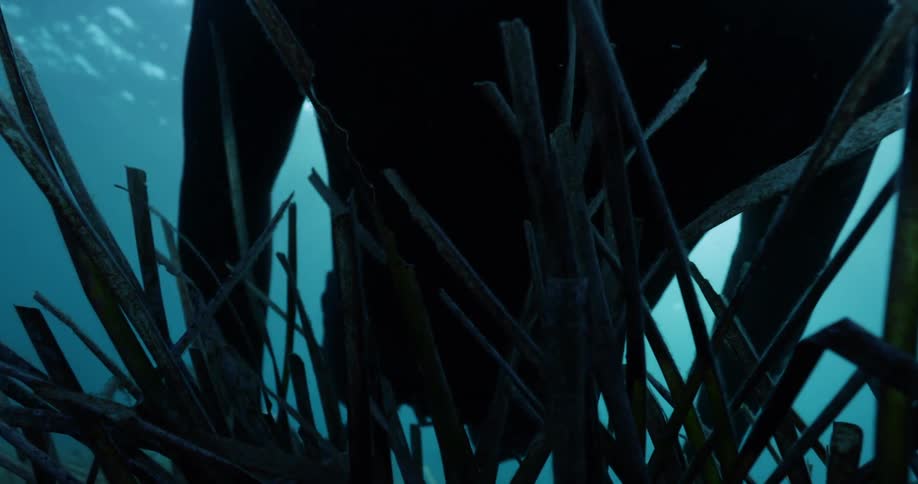 The view is of a scuba diver that is swimming in the water