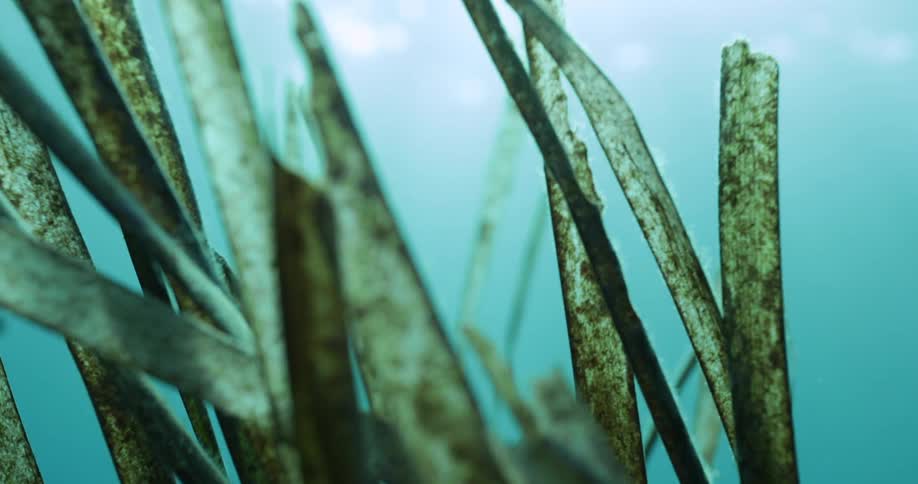 Close view of a plant under water in the daytime