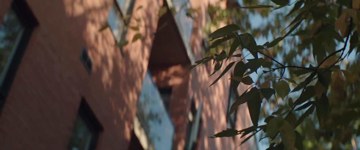 Shadows of trees against a brick building in the setting sun