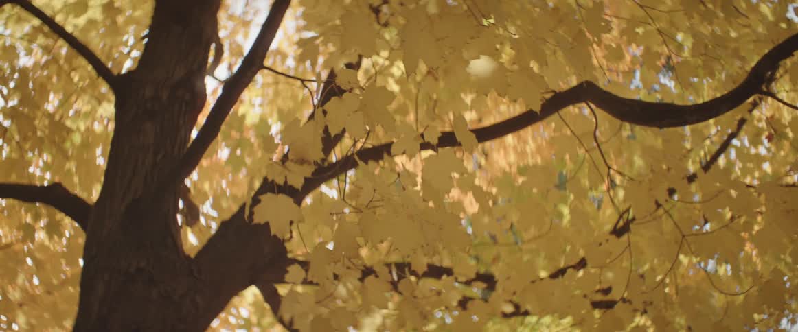The yellow leaves of a tree move in the breeze on an autumn day