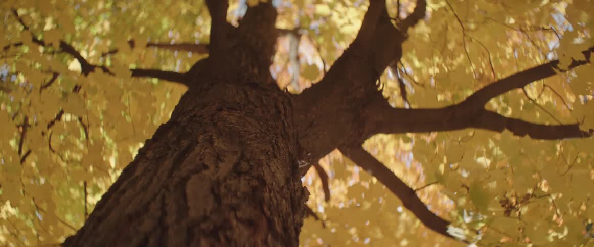 Wind rustles yellow autumn leaves on a tree