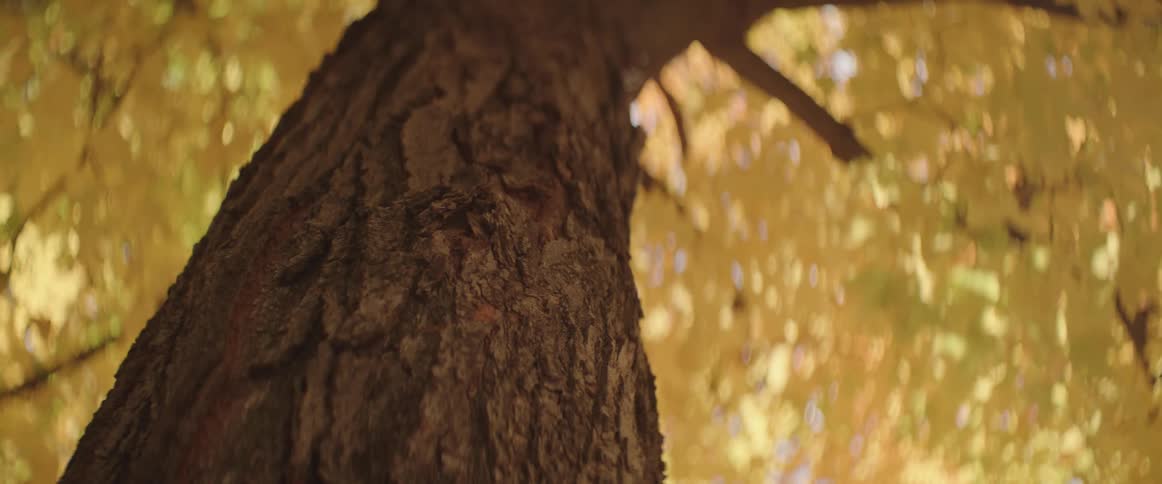 Yellow foliage rustles in the breeze at top of bend in tree trunk