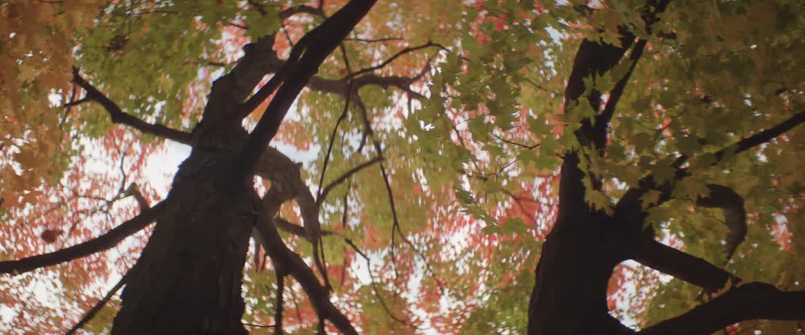 A red leaf falls from a tree in the woods during autumn