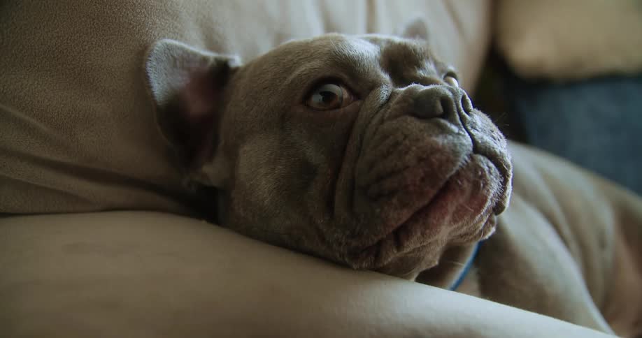 A bulldog is sitting in a chair as it sticks out its tongue