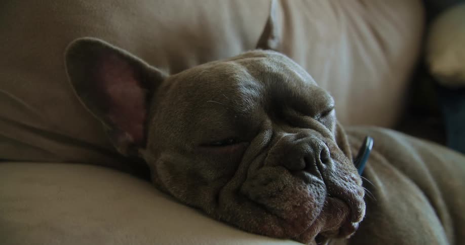Dog drowses lying on its side on furniture arm