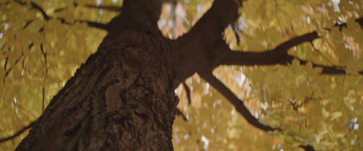 The yellow leaves of a tree move in the breeze on an autumn day