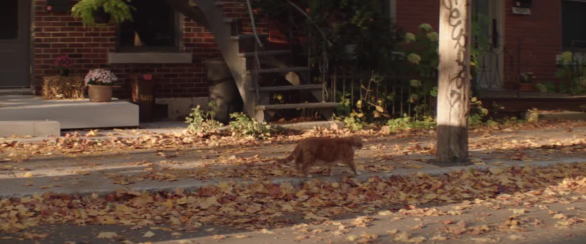 An orange cat walking on a neighborhood sidewalk on an autumn day