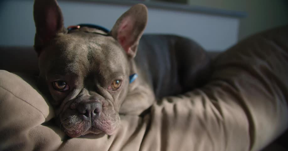 A bulldog is resting its chin on a pillow as it sits in a chair