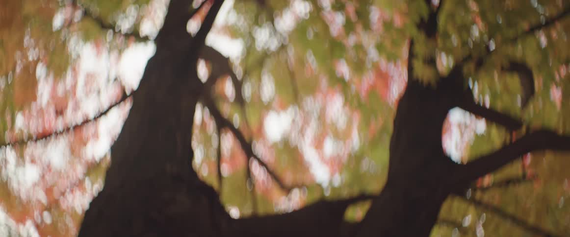 Out of focus autumn tree leaves