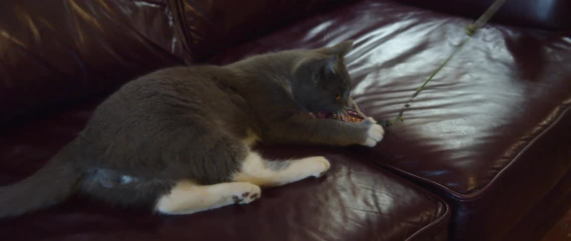Push in to gray and white tabby cat lying on brown leather sofa while playing with toy attached to string operated by person off camera