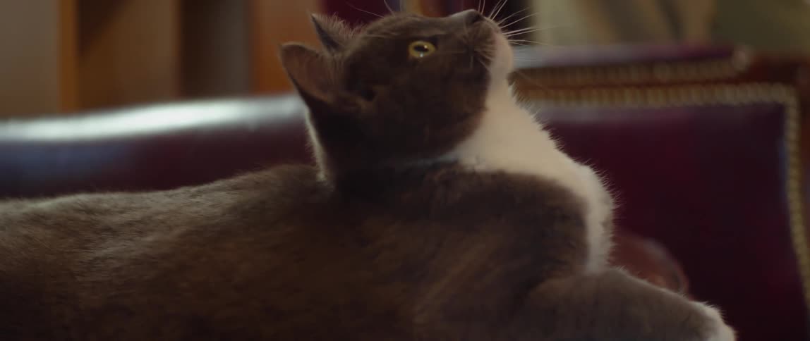 An old man holds a wand toy up for his cat