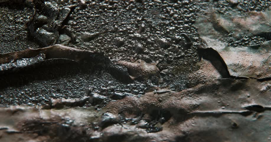 Fallen leaves are embedded in mud on the ground