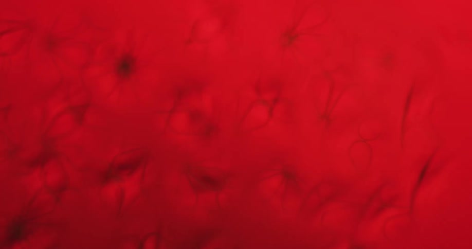 Extreme closeup of strawberry i think with multi colored light movement behind creating abstract illuminated images