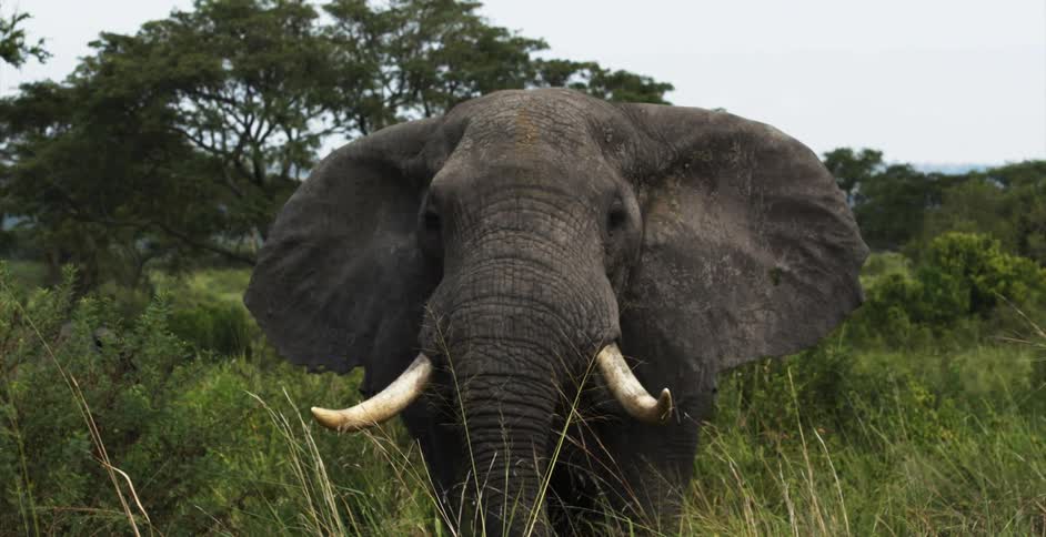 An elephant is standing in a field with tall grass and vegetation with trees